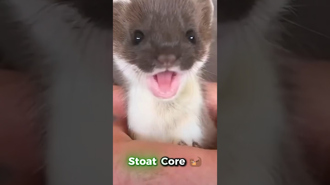 Stoat Core 🦦