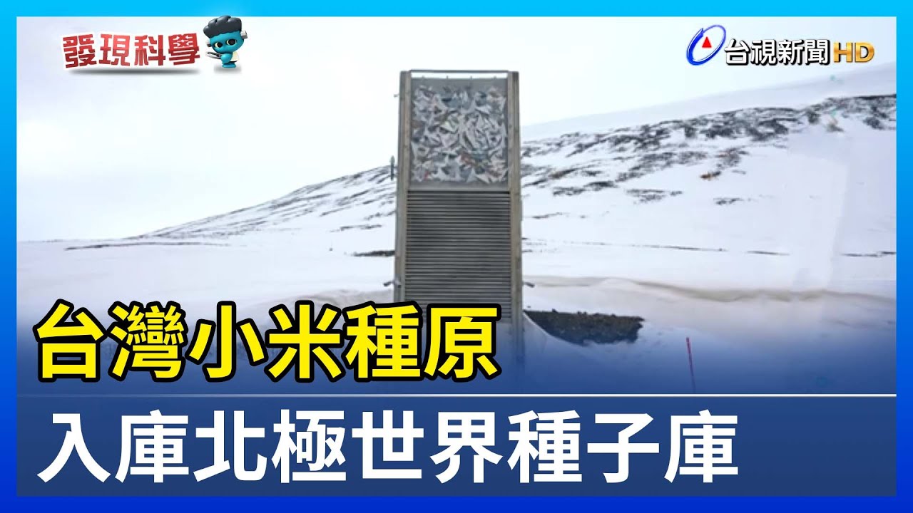 台灣小米種原 入庫北極世界種子庫【發現科學】