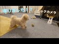 ドックカメラで遠隔から子犬に喋りかけてみたら反応がかわいすぎた【トイプードル】