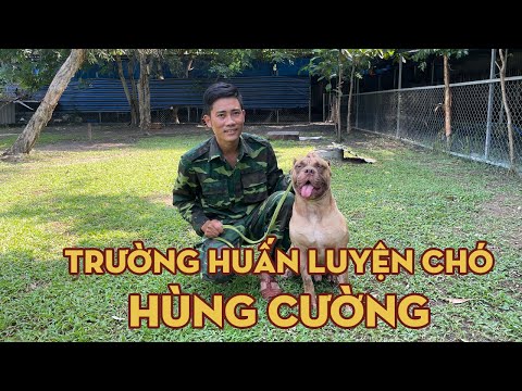 Video Trường Huấn Luyện Chó Cảnh, Chó Nghiệp Vụ Hùng Cường - youtube