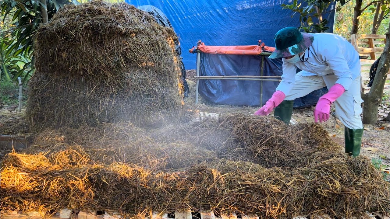Phần 2 | Quy Trình Trồng Nấm Rơm Trong Nhà|Ủ Rơm|Cách Chất Đống Ủ|Đảo ...