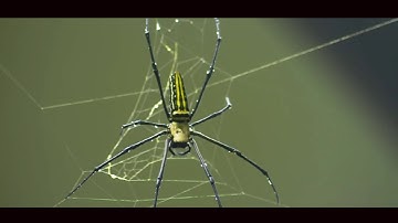 Amazing Spider Web Making Timelapse