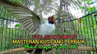 Suara Burung Kutilang Gacor FULL ISIAN Paling KOMPLIT Ampuh untuk Masteran Semua Kutilang.