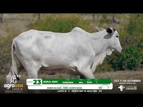 LOTE 23