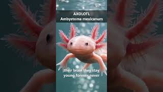 3 STRANGEST Sea creatures ever found! 🐙#shorts #deepsea #seacreatures