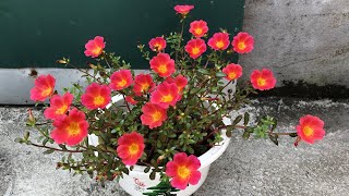 How to grow a portulaca flower pot from cuttings, easy and fast