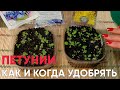 ПЕРВАЯ ПОДКОРМКА ПЕТУНИЙ! Когда первый раз удобрять петунии? Каким удобрением подкармливать?