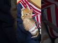 How Taping Kitten’s Legs Helped Him Walk #goodtoknow #vet #medicine #funfact #lifehacks #educational