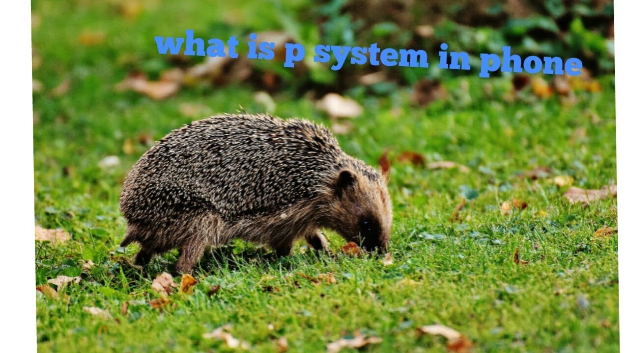 What Is P System In Phone YouTube