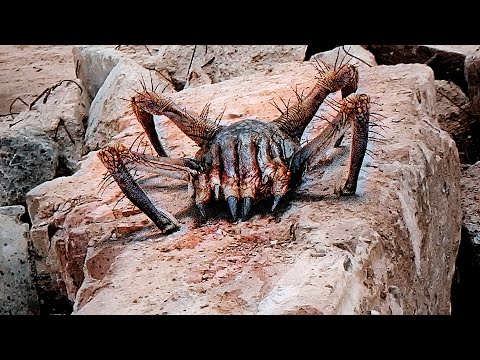 Venom Headcrab in real life