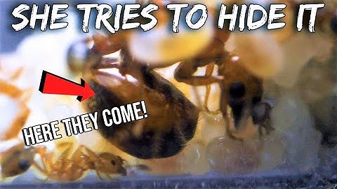 FIRE ANT QUEEN LAYING EGGS - FINALLY CAUGHT ON FILM (RARE)