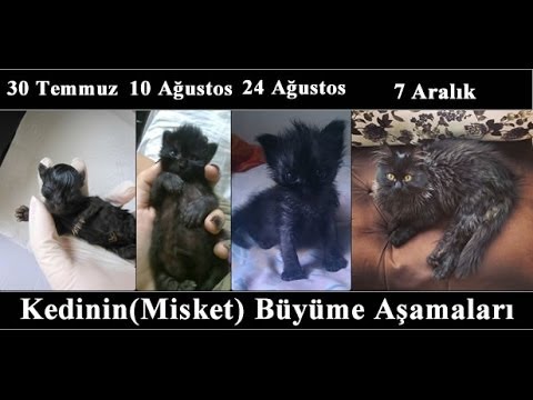 1 Aylık Kedi Boyutları