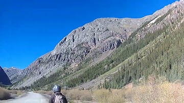 Moose on the Alpine Loop