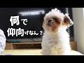 仰向けで抵抗する犬をぶつぶつ独り言を言いながら見つめる悟空がジワる