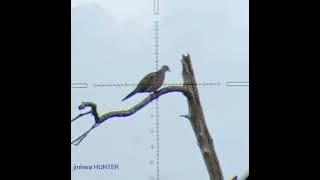 ruak ruak vs tekukur #laras2PSS #bocapminifighter