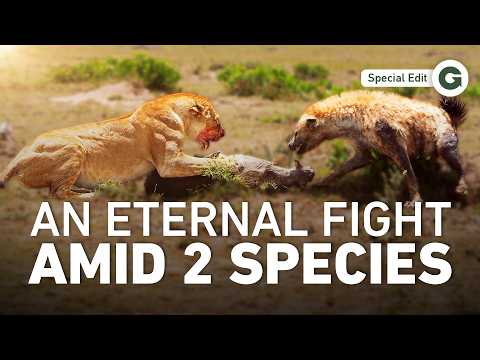 The BEST Fighting Scenes from Lions vs. Hyenas