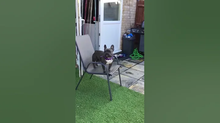 French Bulldog Lets Out Peculiar Barks || ViralHog