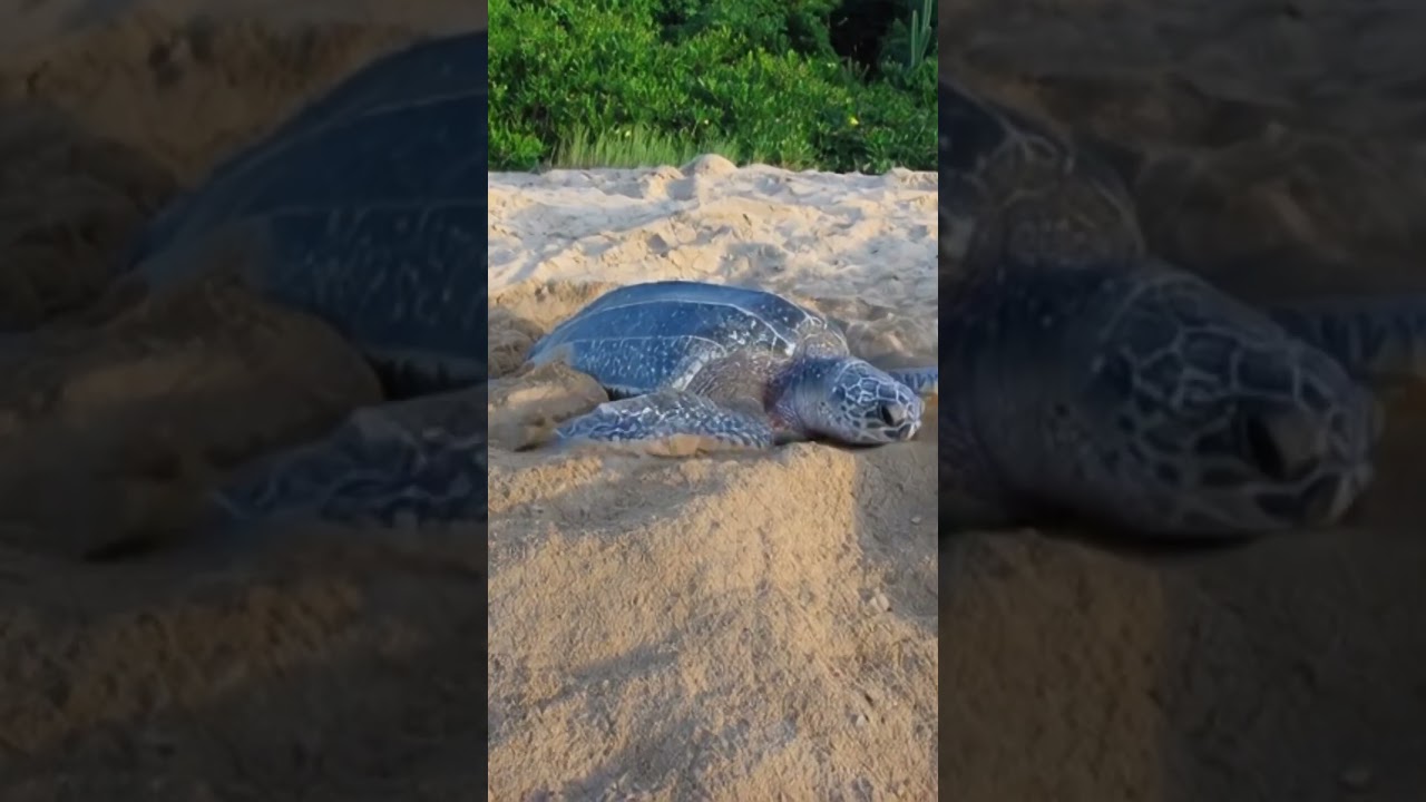 Sea Turtle Nesting in French Guiana 🌙 | Nature’s Hidden Miracle