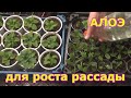 Как использовать алоэ для подкормки рассады. Органический стимулятор роста растений. Алоэ столетник.