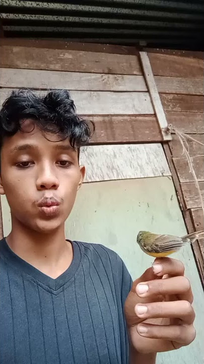 Burung ciblek Tebu/meong 'Gacor di tangan'🤙