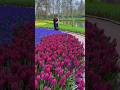 Must do in Amsterdam: Keukenhof - The World’s Biggest Flower Garden! 🌺