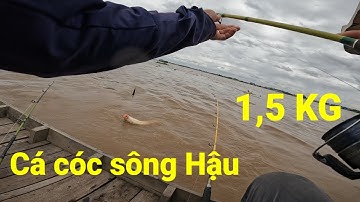 Câu cá cóc sông Hậu " Câu được cá to 1,5kg "