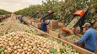 Como Milhões De Toneladas De Frutas E Verduras São Colhidas Na Alta Temporada