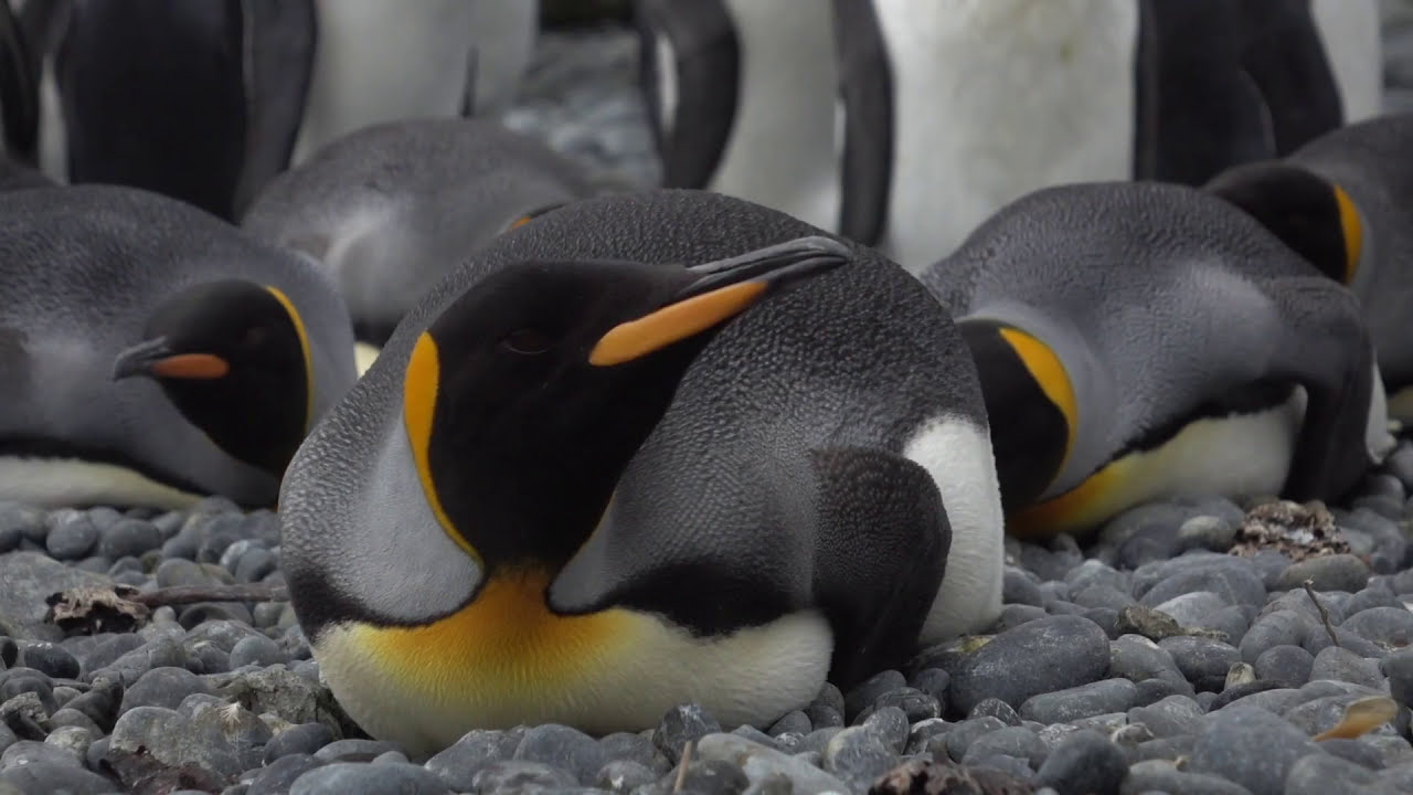 Antarctic Waters