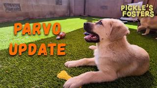 Valentine Puppies Parvo Update screenshot 4