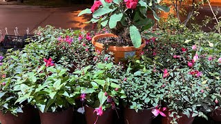 Opet Te Satışta Olan Çiçekler Bunca Çeşidi Bi Arada Çiçekçide Göremezsiniz %Indirimli Fiyat