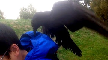 Scary encounter: B.C. man records his crazy crow attack