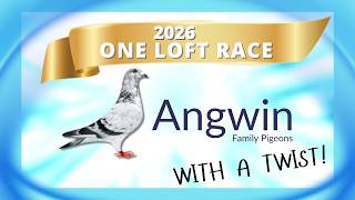 ​@AngwinFamilyPigeons 2026 One Loft Race - with a twist! Information Young Bird pigeon racing