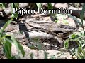 No creerás lo que esconde esta ave debajo de sus plumas!!! Pájaro Dormilón