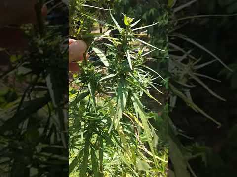 شجرة الحشيش