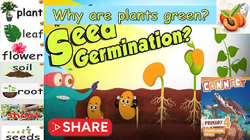 CONNECT primary 4 Unit 3 Why are plants 🌻🌱🍅🌿 green 🟩 ? flashcards أفضل فيديو تعليمي I حصريا