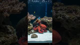 MANTIS SHRIMP Vs RED PACIFIC OCTOPUS