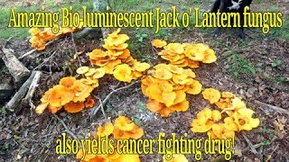 Jack o Lantern Mushroom Discover this bold bio-luminescent fungus and where you can find it