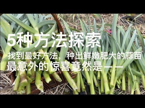 如何种出又粗又嫩的蒜苗｜5种方法种蒜苗，得出6大结论。说说种蒜苗最好的方法。最意外的惊喜竟然是—