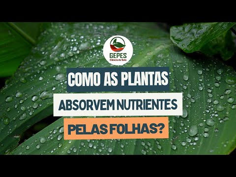 Como a planta absorve nutrientes pelas folhas?