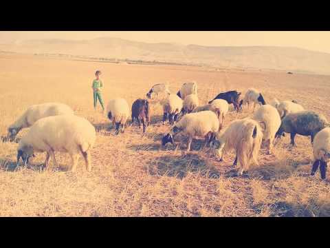 قلبي بالرقة موجود الفنان مهند الجريح 2017