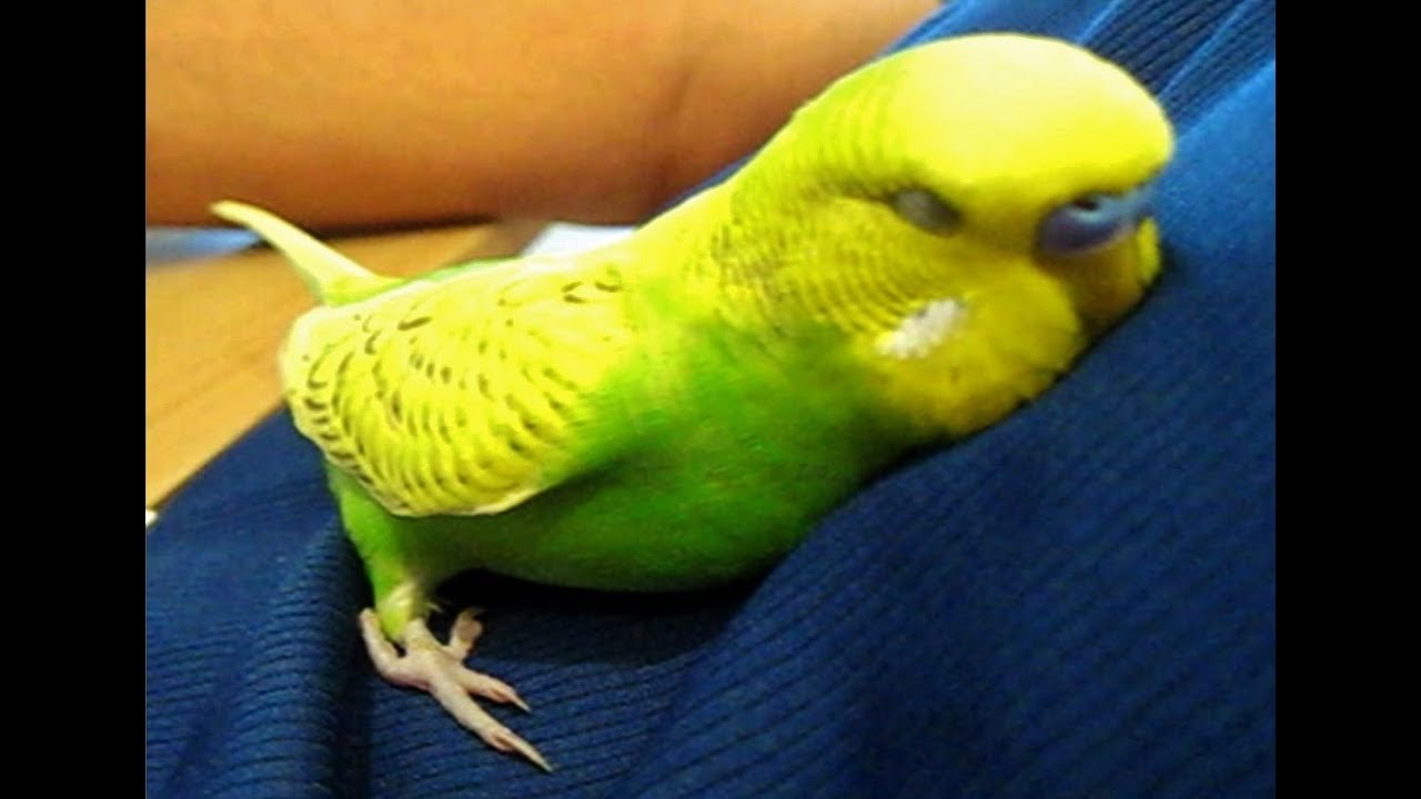 Bird cuddles up and talks himself to sleep - Pedro the Budgie Video #25 - YouTube