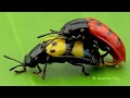 Leaf Beetles mating in the Amazon rainforest of Ecuador
