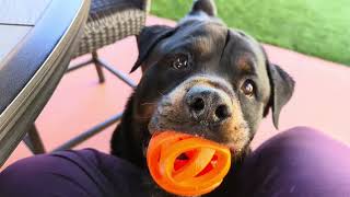 MACHO FEELING BETTER by Macho the Rottweiler 150 views 5 months ago 5 minutes, 24 seconds