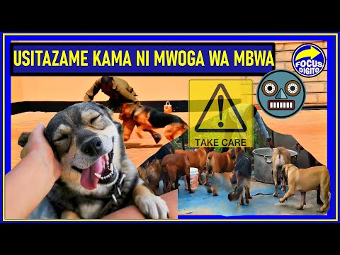 Video: Kufikiria Zaidi Ya Mbwa: Mlinda Llamas
