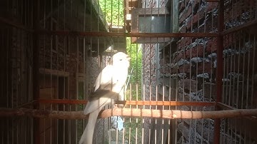 Burung Cantik Berwarna Putih 🔻 KENARI PANDA GACOR