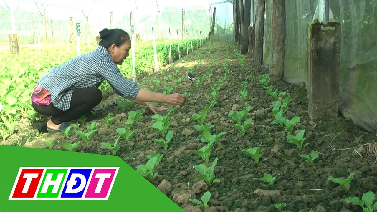 Nông dân Nguyễn Thị Thanh (Huyện Cao Lãnh) với mô hình... - youtube