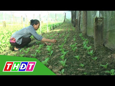Video Nông dân Nguyễn Thị Thanh (Huyện Cao Lãnh) với mô hình... - youtube