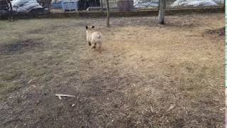 Brix - 6 Months Old French Bulldog Puppy For Sale