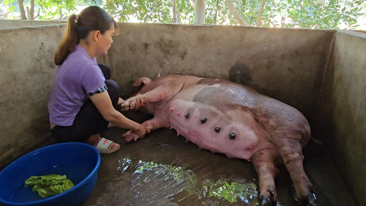 Problems encountered when sows get pregnant and hens lay eggs. ( Ep 279 )