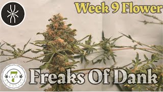 @7eastgenetics  Freaks Of Dank wk8 flower under @grandmasterlevel master bloom 6 red.
